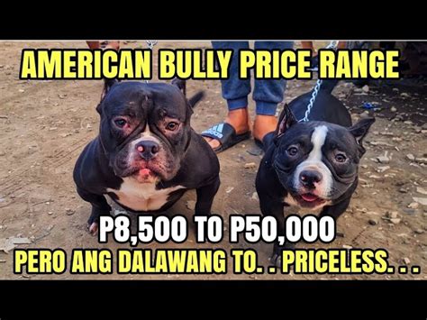 american bully price range philippines|Uncovering the Truth: The Real American Bully Price in the Philip.